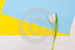 White tulip on blue and yellow background