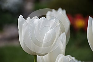 White tulip, Botanical Gardens of Balchik, Bulgaria