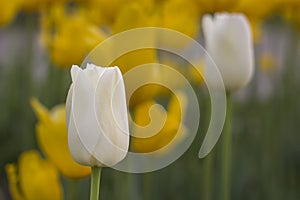 white Tulip