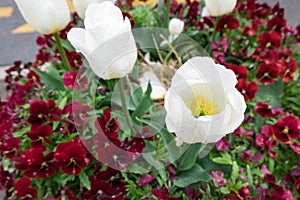 White tulip and burgandy pansy flowers