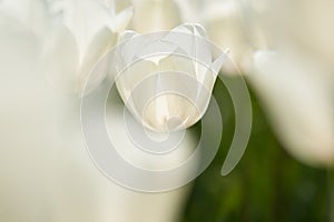 White tulip field in Holland