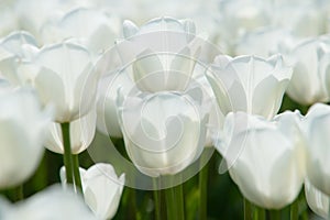 White tulip field in Holland