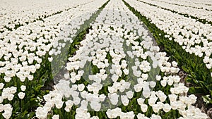 White tulip field in Holland