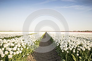 White tulip field I