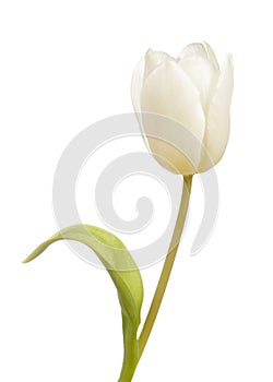 White tulip flower