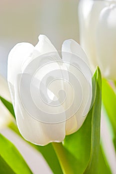 White tulip flower