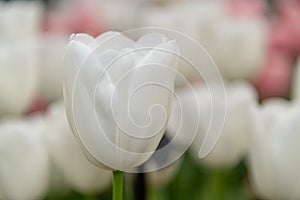 White tulip flower blossom