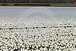 White tulip on the flower bulb field on Island Goeree-Overflakkee