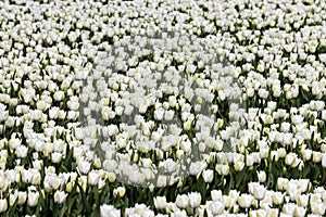 White tulip on the flower bulb field on Island Goeree-Overflakkee