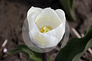 White tulip on the flower bulb field on Island Goeree-Overflakkee