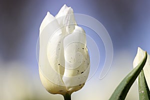 White tulip on the flower bulb field on Island Goeree-Overflakkee