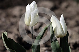 White tulip on the flower bulb field on Island Goeree-Overflakkee