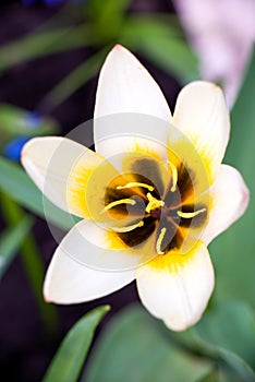 White tulip flower close-up on a green background, view of the black and yellow middle with pistil and stamens and