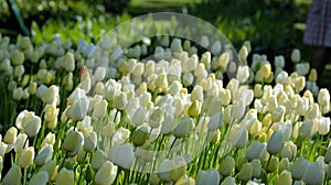 White Tulip flower field in old Holland