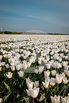 White tulip flower field during spring in the Netherlands Noordoostpolder, white spring tulip field