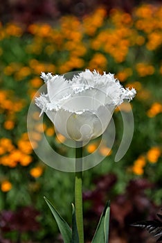 White tulip flower in the garden, springflower in bloom