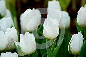 White tulip flower with green leaf