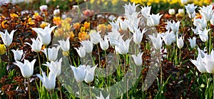 White tulip flowers.