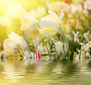 White tulip flowers