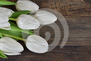 White tulip flowers background.