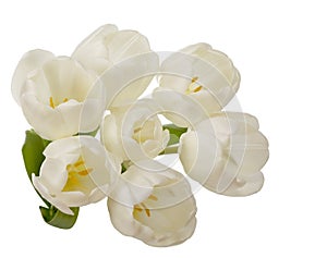 White tulip flowers bouquet