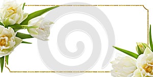 White tulip flowers in a floral corner arrangements and a golden glitter frame isolated on white