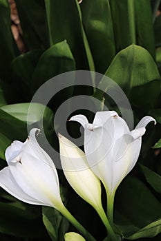 White tulip flowers or flores tulipanes with space for text photo