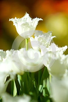 White tulip flowers in the garden