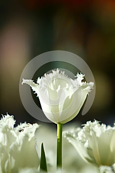 White tulip flowers in the garden