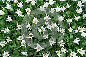 White tulip flowers with pointy petals in spring garden, park. top view