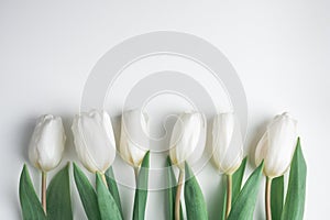 White tulip flowers in a row on white paper