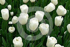 White tulip flowers in spring garden, park