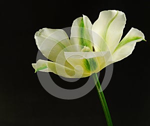 White tulip with green lines