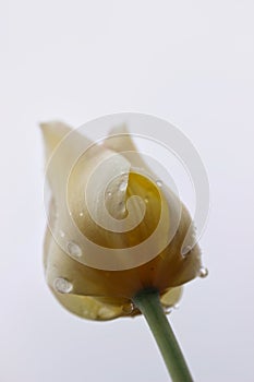 White tulip immediately after the rain against the sky . The petals are covered with small drops of rain.