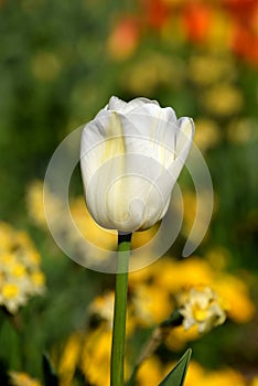 White tulip isolated in sunny garden