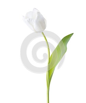 White Tulip  isolated on white background