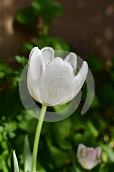 White tulip with its petals open in the spring afternoon.