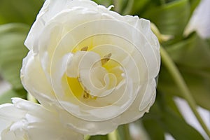 White tulip macro green leaves