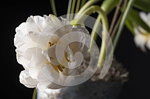 White tulip over grey background.