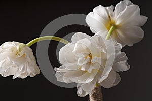 White tulip over grey background.