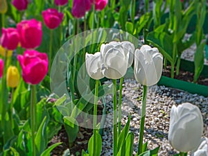 White tulip petals beautifully refract sunlight photo
