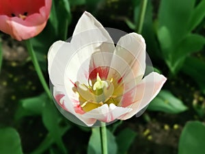 A white tulip with pink streaks.The festival of tulips on Elagin Island in St. Petersburg