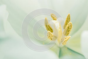 White tulip, pistil and stamen. Empty space for text
