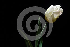 White Tulip portrait closeup under a dim light on black background (framing horizontal)