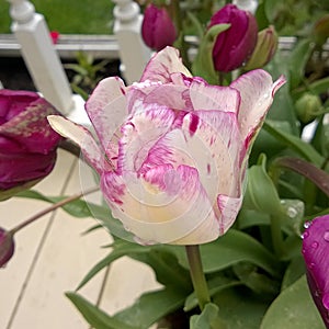 White Tulip Purple Speckle Highlights photo