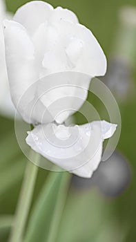 White tulip after rain