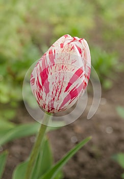 White tulip with red stripes in the garden