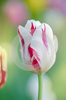 White tulip with red stripes in the garden