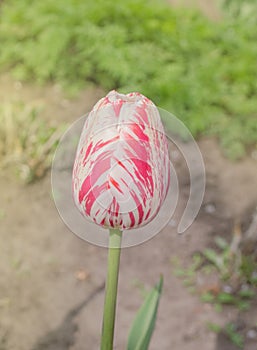 White tulip with red stripes in the garden