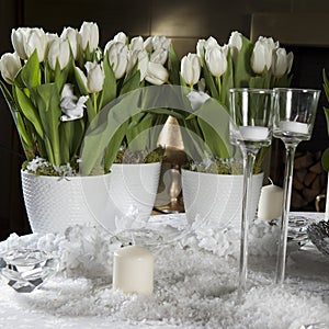 White tulip. Romantic party